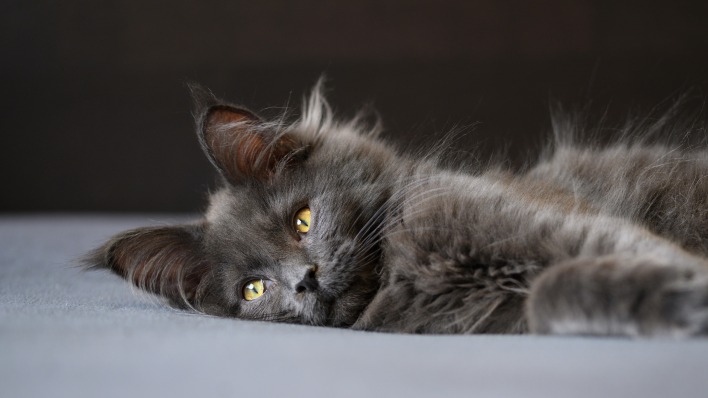 котенок серый нибелунг пушистый уши