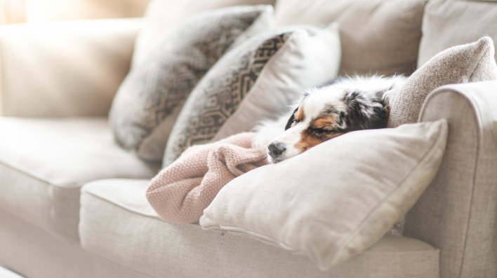 собака на диване лежит подушки