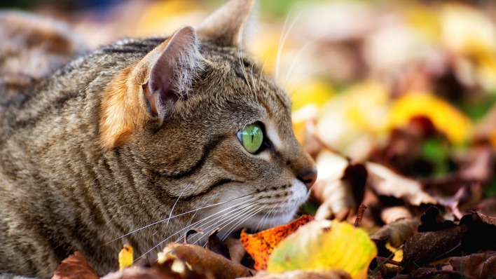 кот морда листья