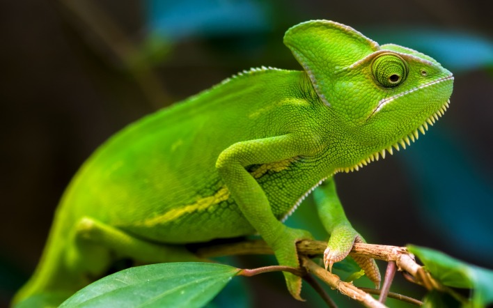 ящерица рептилия зеленый на ветке