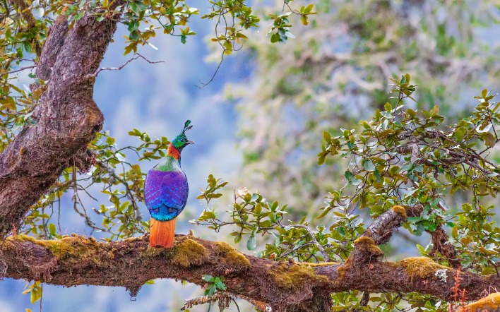 гималайский монал птица ветка дерево