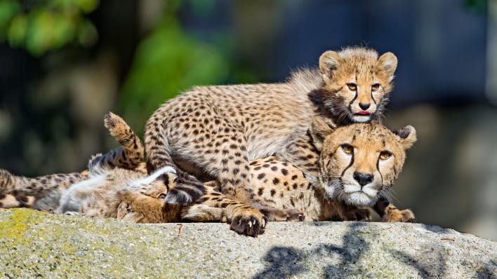 леопард детеныш лежит на камне семья