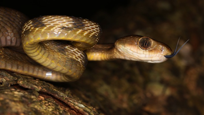 змея рептилия