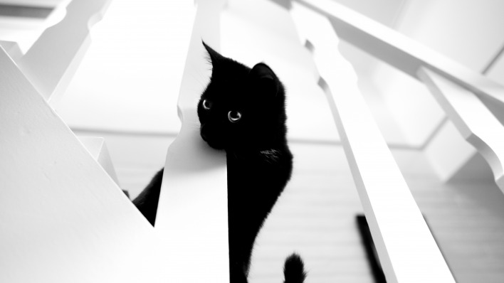 кот черный лестница белый фон