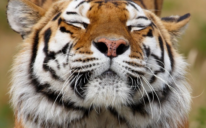 тигр морда усы крупный план