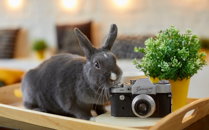 кролик фотоаппарат