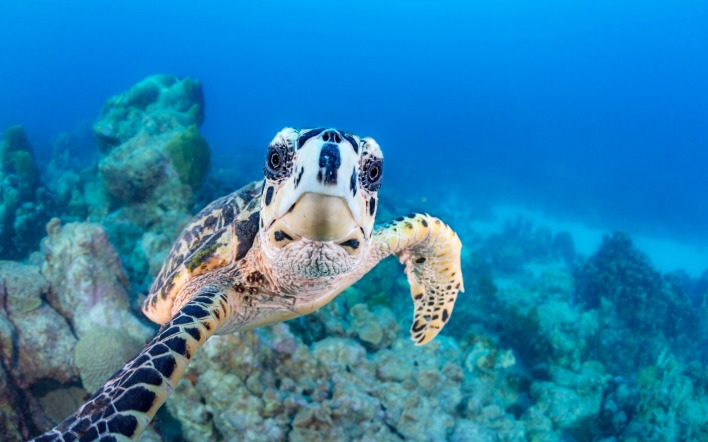 черепаха под водой океан кораллы