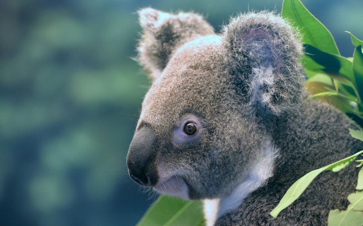 коала австралия мордочка нос