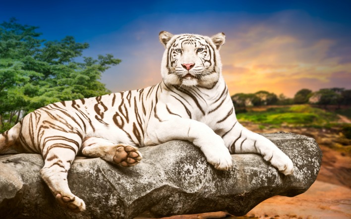 полосатый белый тигр лежит на камне на фоне красивого неба