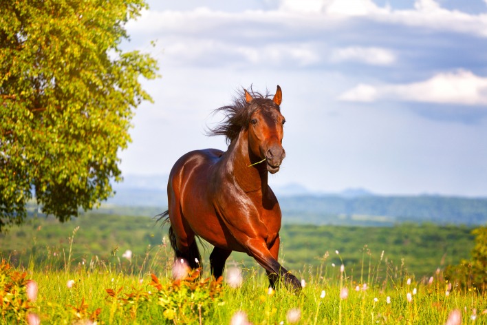 лошадь лето поляна трава зелень