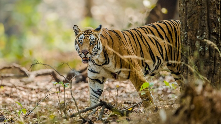тигр бенгальский хищник лес