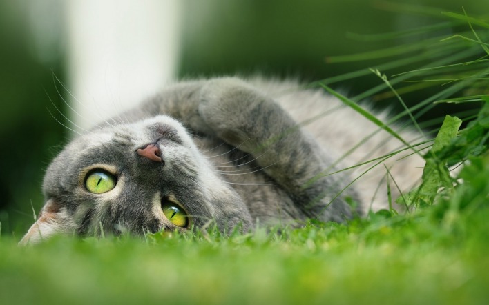 кошка трава лежит мордочка зеленые глаза