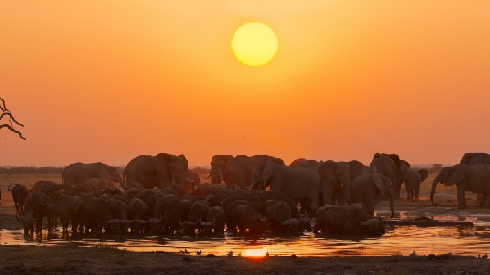 слоны стадо саванна солнце