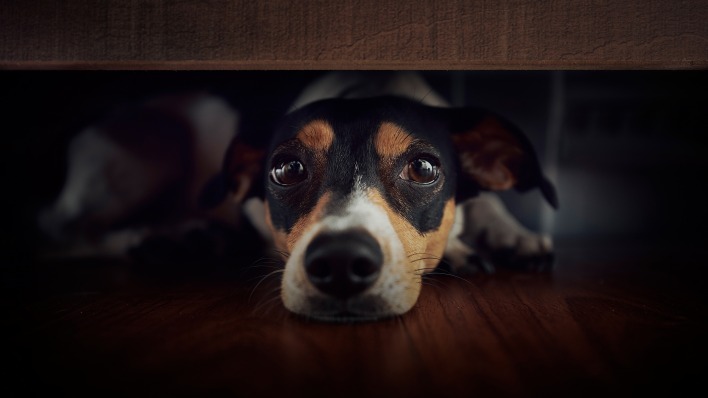 собака под кроватью на полу мордочка