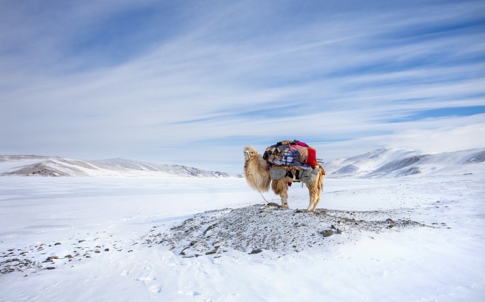 верблюд снег долина зима