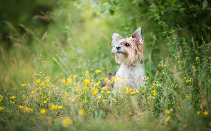 собака цветочная поляна лето трава