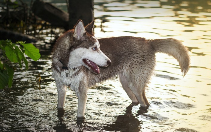 хаски собака в воде