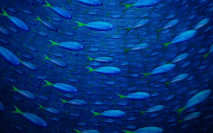 рыбы в море под водой