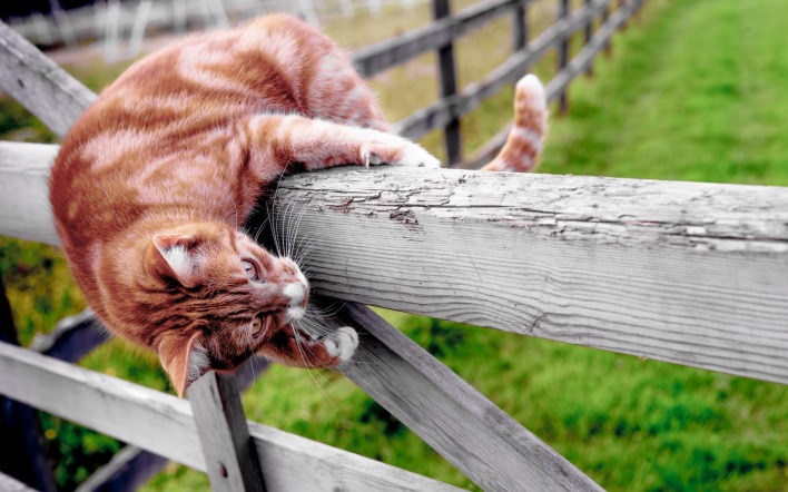 кошка рыжая на заборе