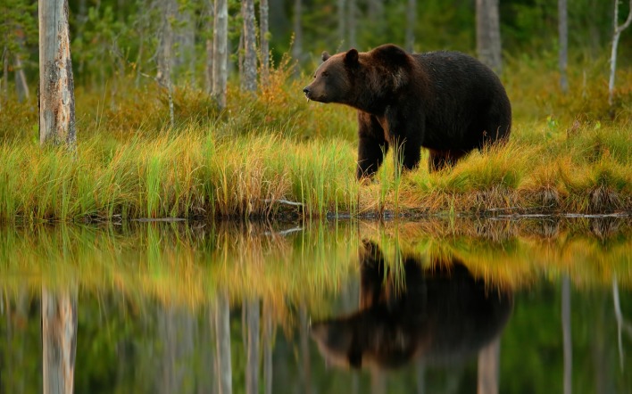 медведь озеро трава деревья