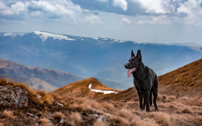 австралийский келпи собака черная в горах