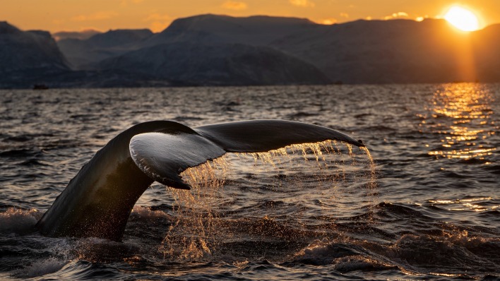 кит в море на закате