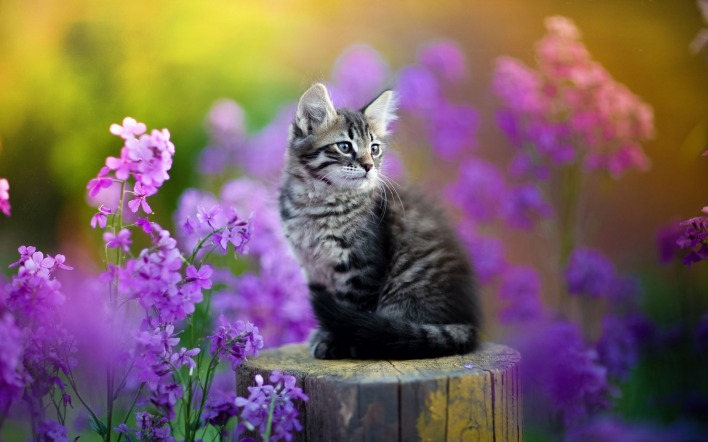 котенок на пеньке цветы