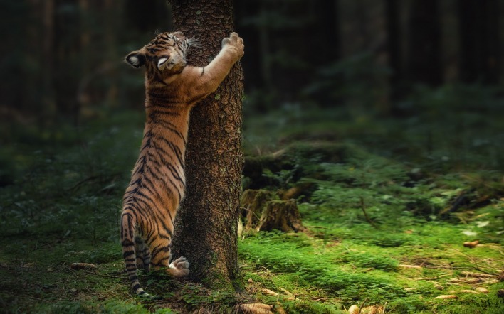тигр дерево лес мох