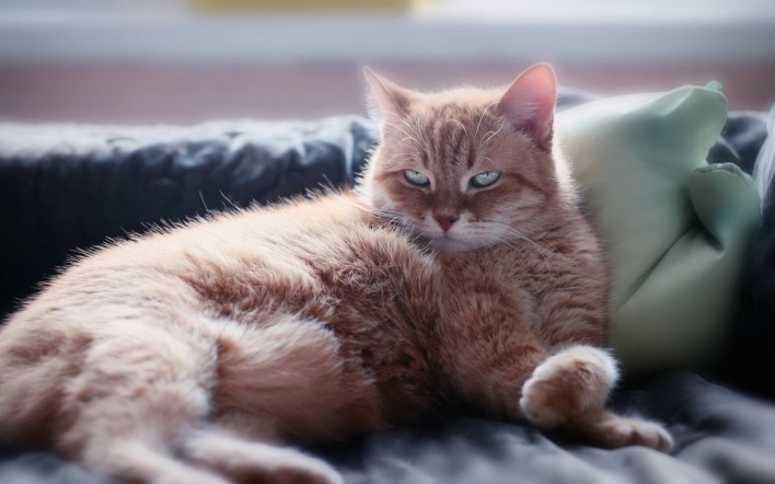 кошка на диване упитанный кот