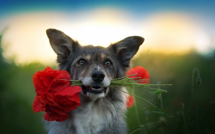 собака цветы букет
