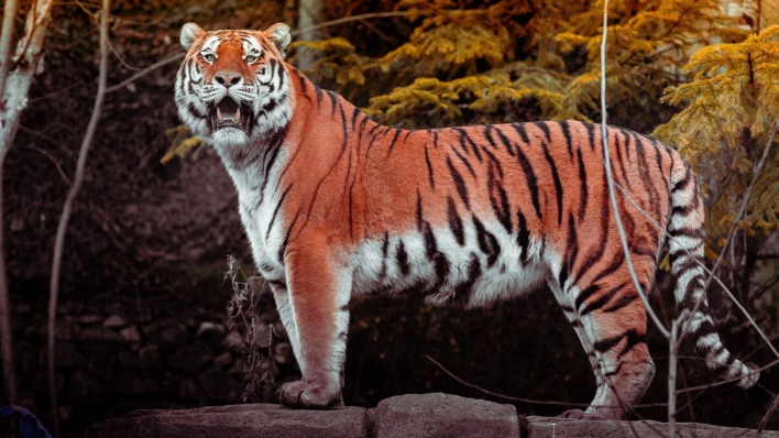 тигр хищник пасть