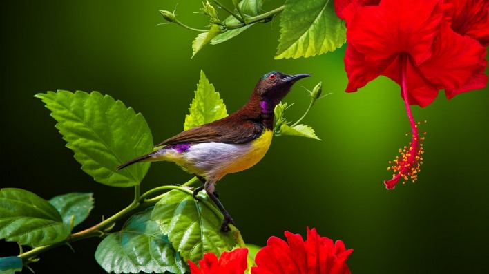 птица ветка цветы