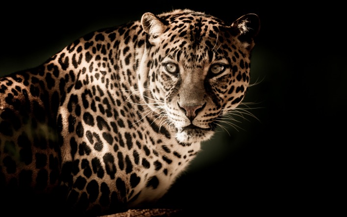 леопард морда хищник зверь
