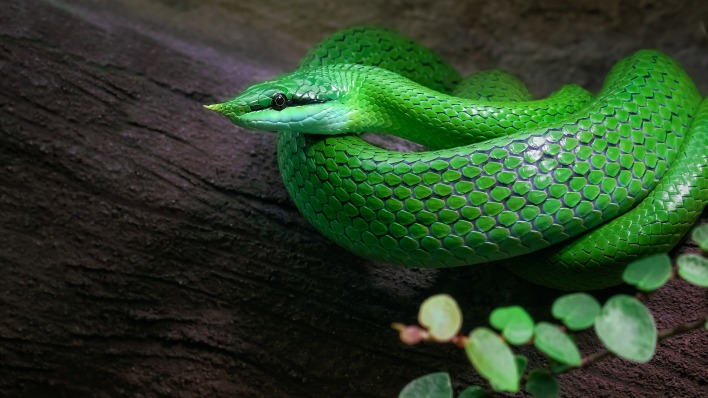 змея зеленая чешуя