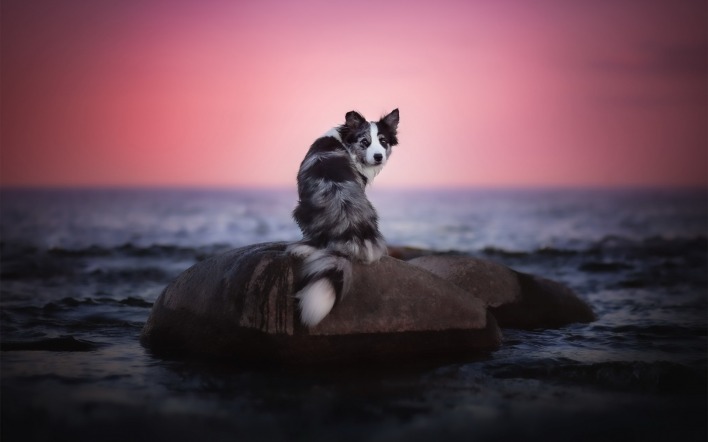 собака море горизонт