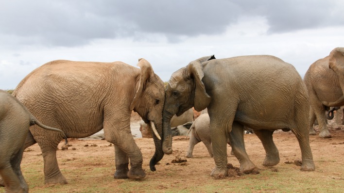 слоны саванна