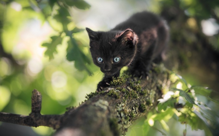 черный кот на дереве крадется