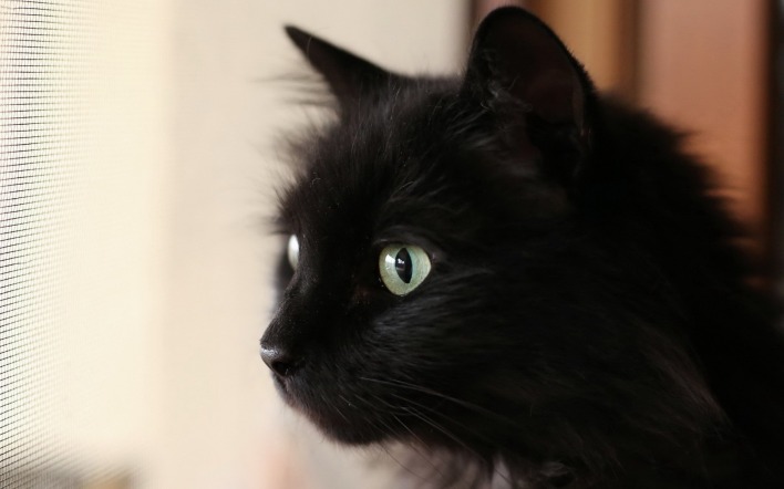 черный кот глаза взгляд