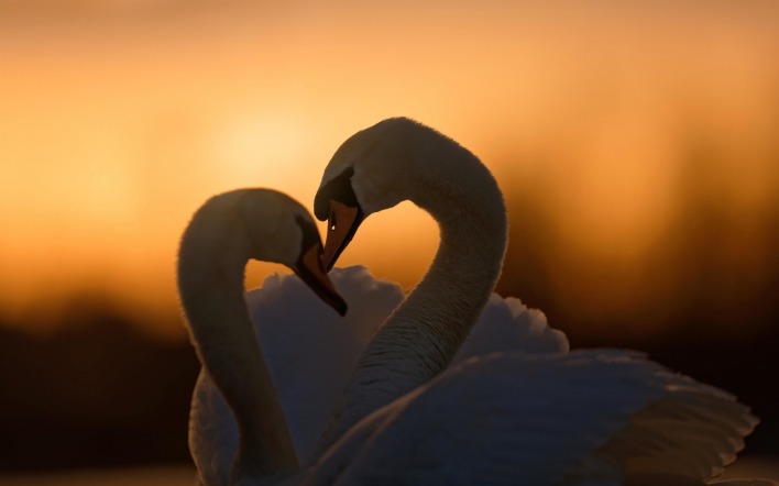 лебеди на закате любовь