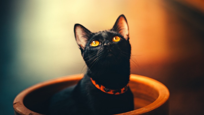 черный кот взгляд глаза
