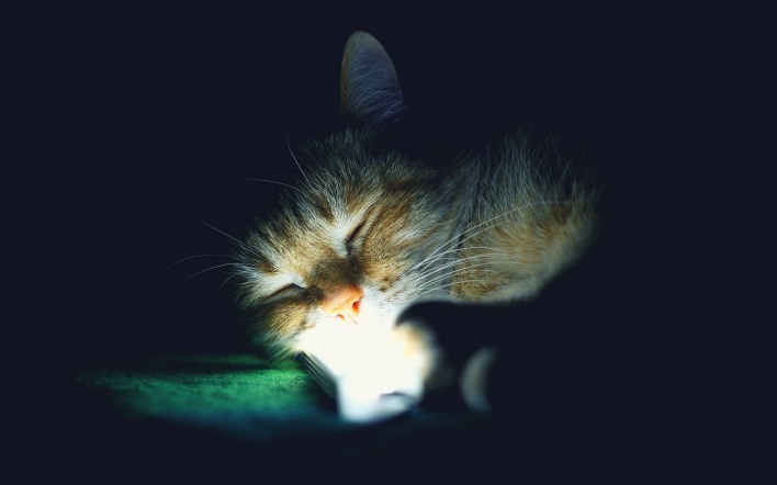 кот свечение спит морда
