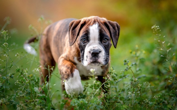 собака щенок боксер в траве