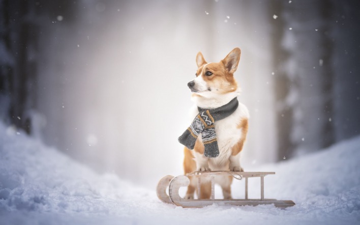 собака снег санки