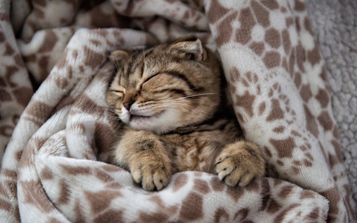 котенок одеяло лежит спит