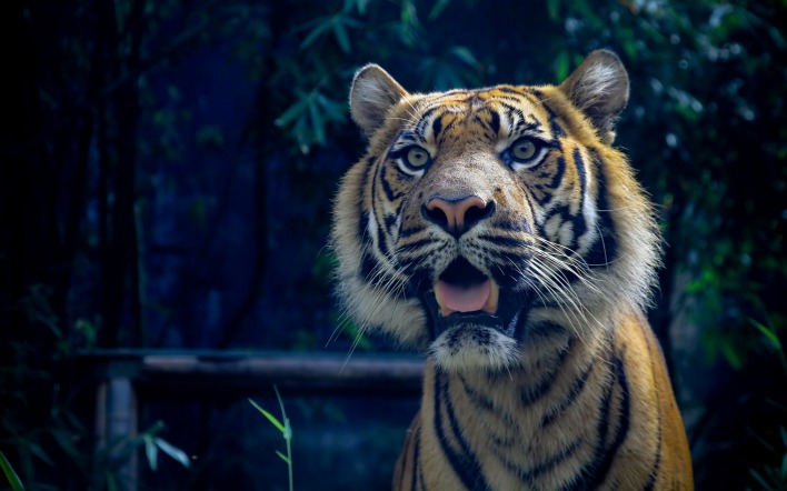 тигр морда хищник