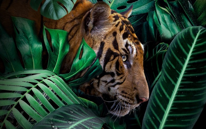 тигр джунгли листья голова