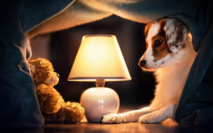 собака лампа медвежонок плюшевый под одеялом