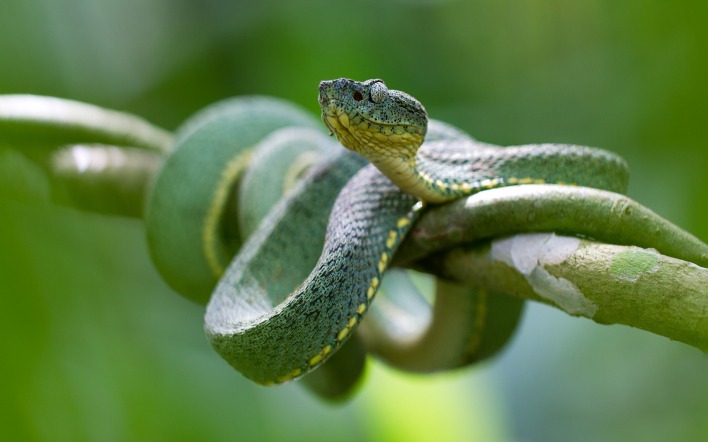 змея ветка зеленая рептилия