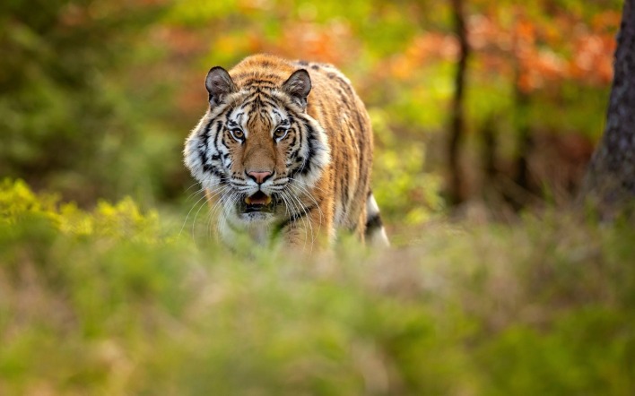 тигр лес в траве хищник