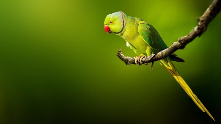 попугай ветка зеленый